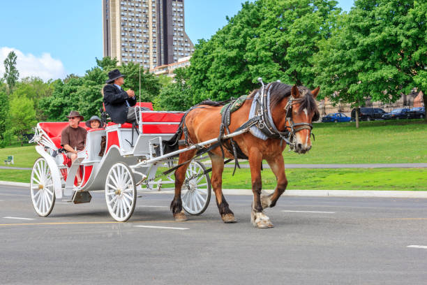 Wilmington, United States - December 16, 2014: A horse drawn carriage is decked out in Christmas decor as the driver gets ready to unhitch the horse and take his passengers on a tour of the historic waterfront in Wilmington, North Carolina.