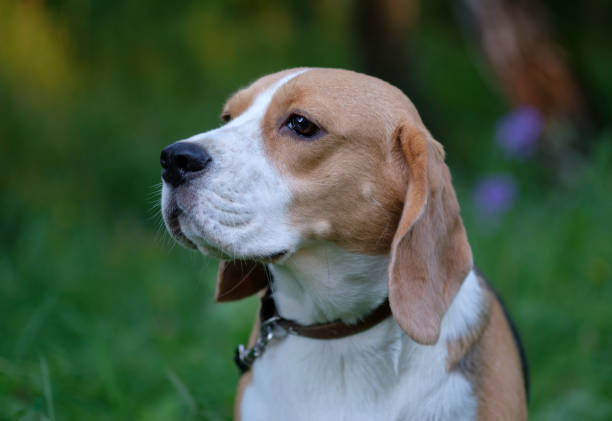 istock Portrait of a Beagle in profile on green background 808090406