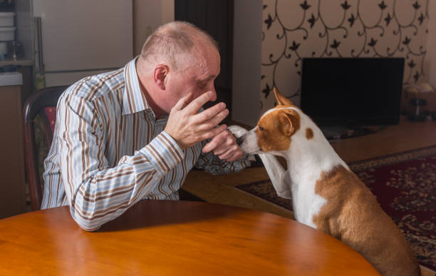 istock Smart basenji dog having hard conversation with master sitting at the table.  The dog calms gesticulating man 808105966