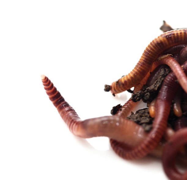 istock worm in the ground on a white background 808120690