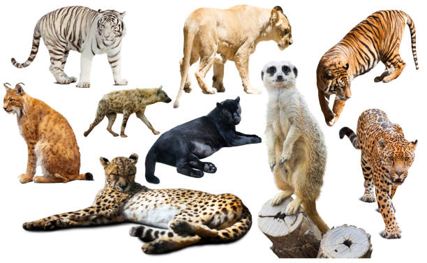 istock Set of wild mammals isolated over white 808127524