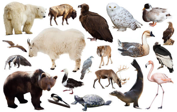 istock north american animals isolated 808127580