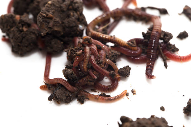 istock worm in the ground on a white background 808134080