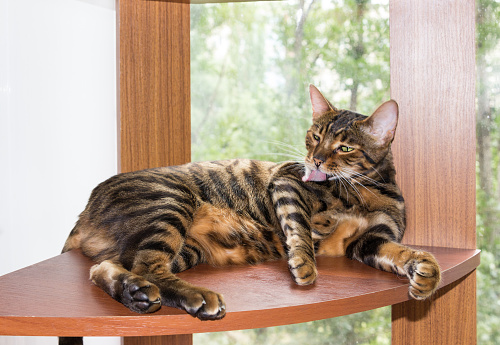 Golden cat breed toyger washes, lying on wooden shelf
