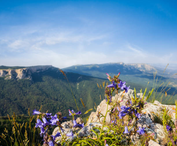 istock blue flowers on a green mountain slope 808167912