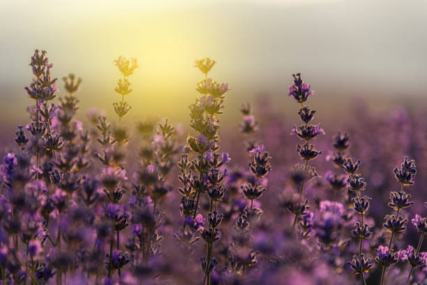 istock Blooming lavender in a field at sunset 808168628