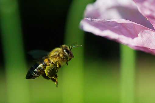 Pollen Basket Honey Bee, Animal, Fly, Honey, Insect, Invertebrate Stellenbosch South Africa