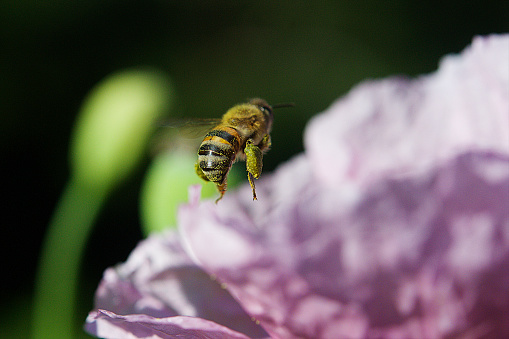 Honey bee on coreopsis flower