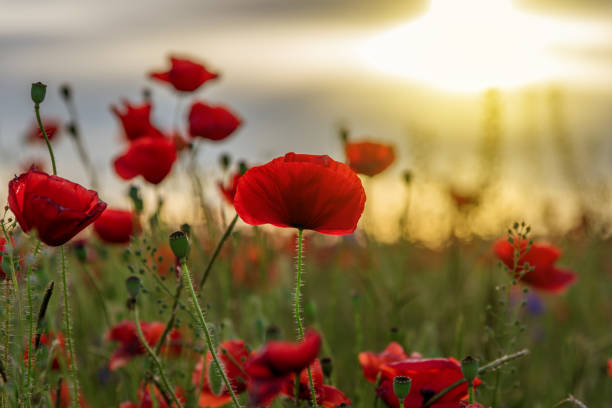 istock Poppy field at sunset 808172594