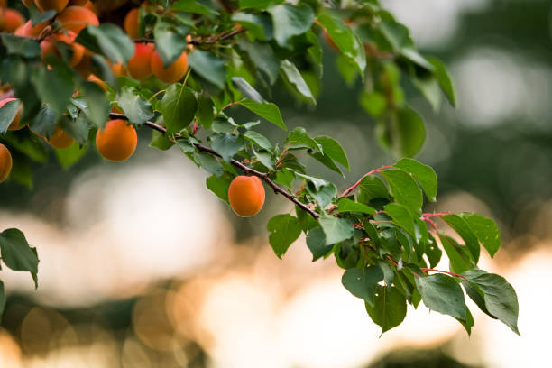 istock Fresh, organic, ripe apricots on the branch 808174988