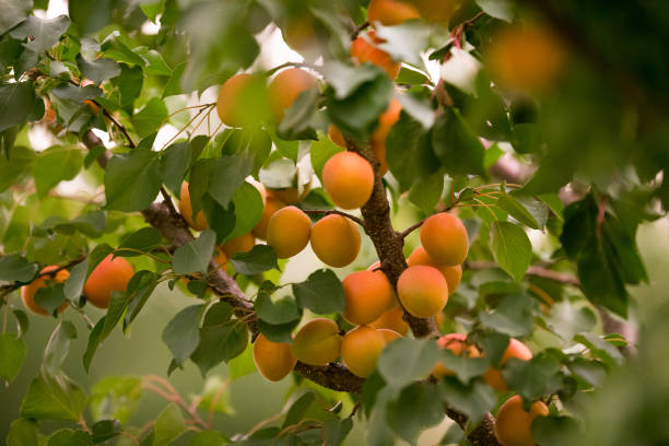 istock Fresh, organic, ripe apricots on the branch 808175276