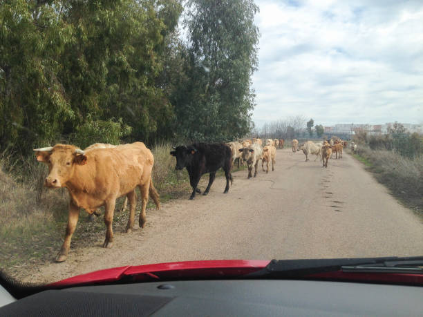 Driving slowly with animals at local road. Cows crossing