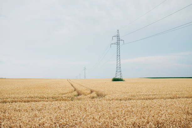 istock Power lines and poles on the field 808181418
