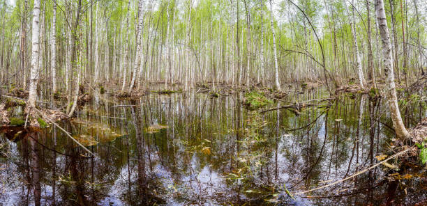 istock Flood water in a birch grove 808182248