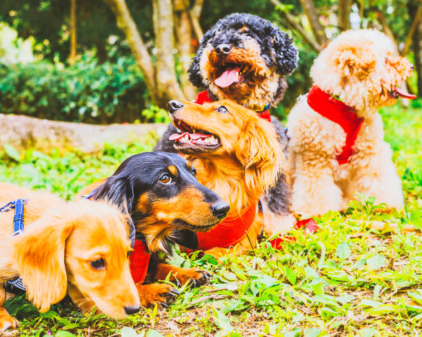 istock many little cute lovely dog 808182660