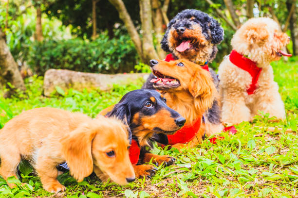istock many little cute lovely dog 808183484