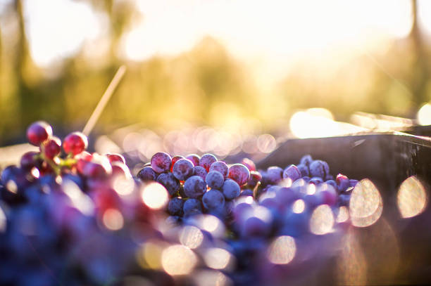 raisins après la récolte - sunlit grapes photos et images de collection