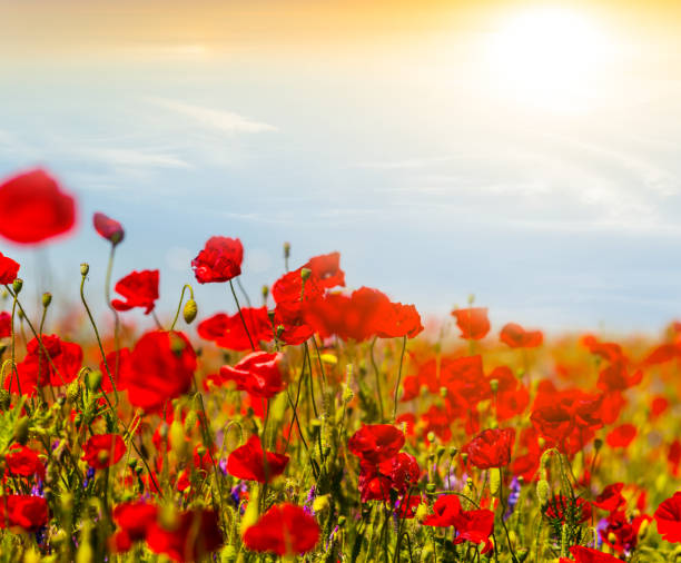 istock beautifulred poppy field at the sunset 808184516