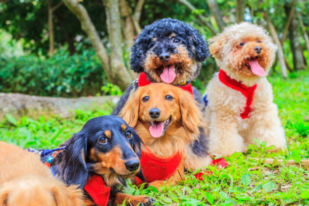 istock many little cute lovely dog 808187628