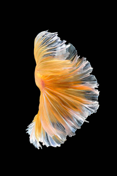 istock Betta fish,Siamese fighting fish isolated on black background 808194860