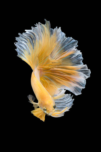istock Betta fish,Siamese fighting fish isolated on black background 808194932