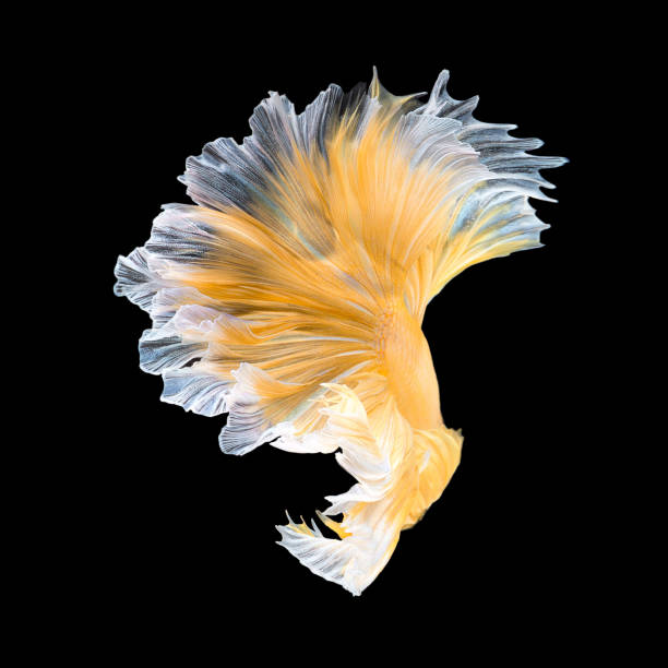 istock Betta fish,Siamese fighting fish isolated on black background 808195694