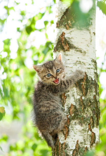 istock funny gray kitten in the grass 808197116