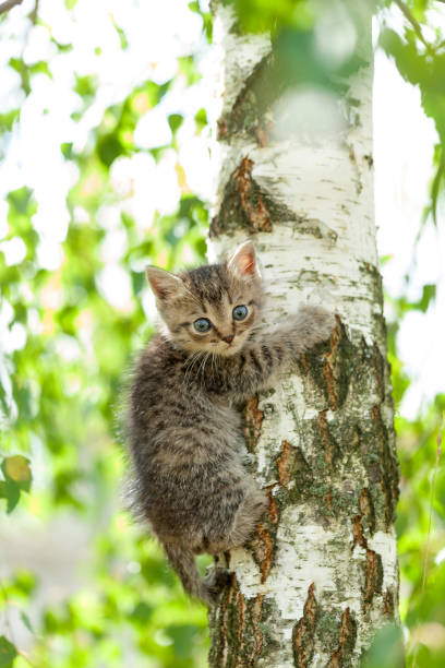 istock funny gray kitten in the grass 808197492