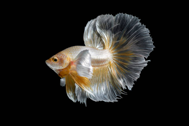 istock Betta fish,Siamese fighting fish isolated on black background 808197866