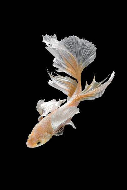 istock Betta fish,Siamese fighting fish isolated on black background 808202524