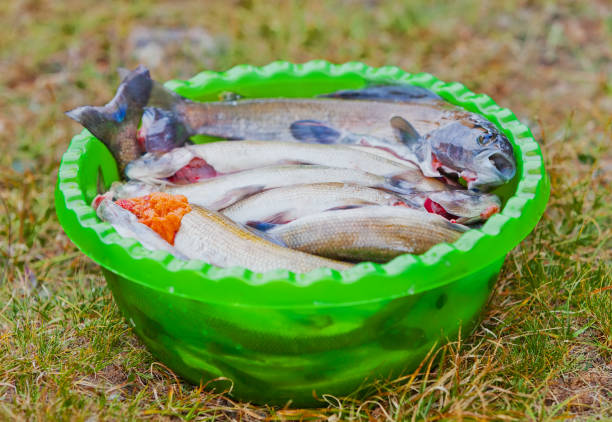 Caught grayling in bowl. Cooking