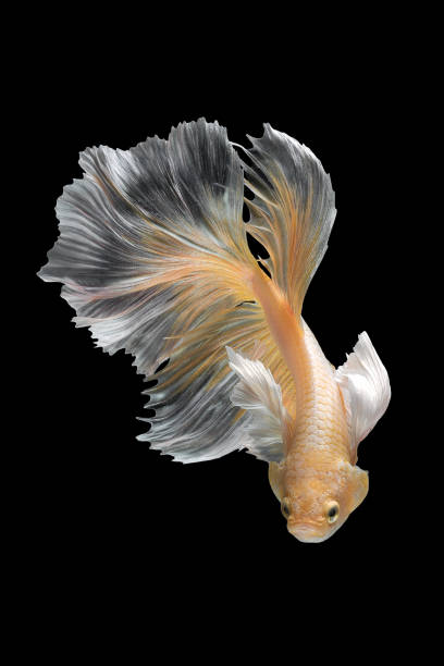 istock Betta fish,Siamese fighting fish isolated on black background 808209122