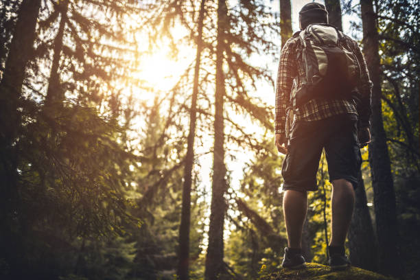 istock Traveler walking alone in the misty forest at sunset 808210894