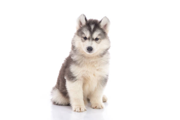 istock Cute siberian husky puppy sitting 808219954
