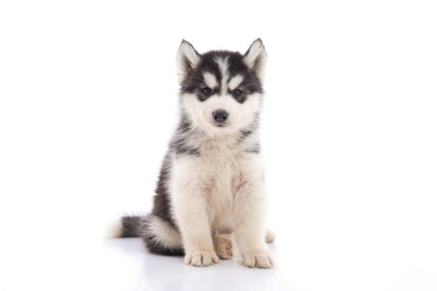 istock Cute siberian husky puppy sitting 808219972