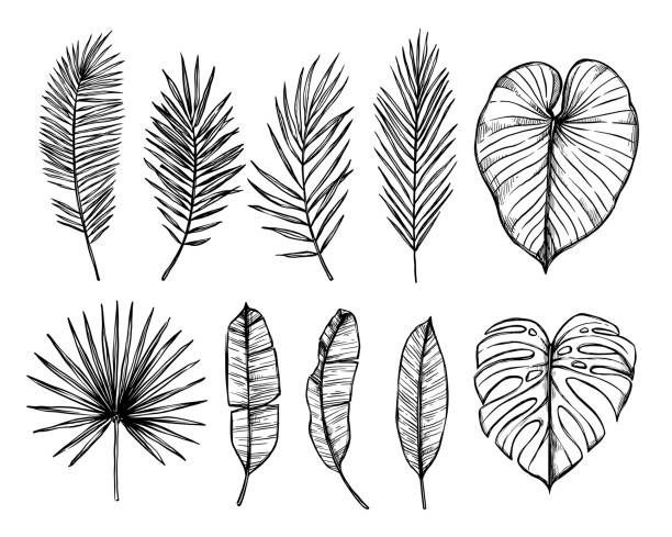 Hand drawn vector illustration - Palm leaves (monstera, areca palm, fan palm, banana leaves). Tropical design elements. Perfect for prints, posters, invitations etc Hand drawn vector illustration - Palm leaves (monstera, areca palm, fan palm, banana leaves). Tropical design elements. Perfect for prints, posters, invitations etc areca palm tree stock illustrations