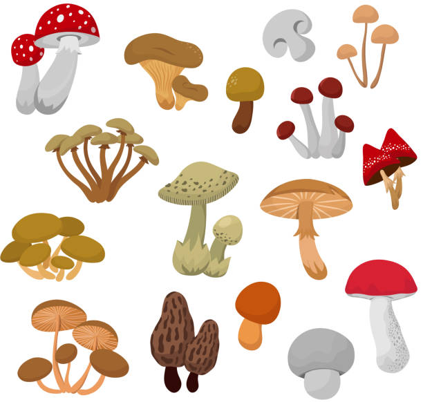 illustrazioni stock, clip art, cartoni animati e icone di tendenza di set vettoriale animato fresco di funghi autunnali e rospi - fungo commestibile