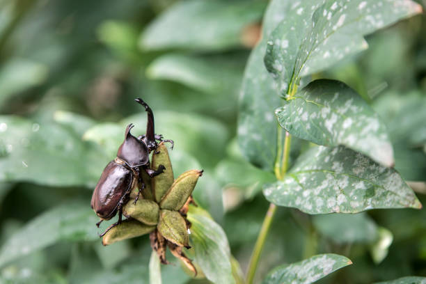 istock The beautiful dynastic beetle , male , perched on leaf. Selective focus. 808249274