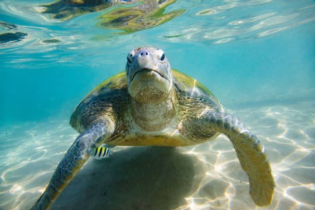 istock The green sea turtle 808258962
