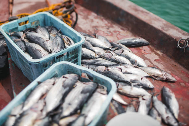 istock Tunny fish haul on ship deck and in boxes 808292334