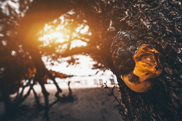 Close-up view of orange woodknob and polypore on tropical tree of resort with row of beach chairs, sand coral beach and ocean water in defocused background with multiple bokeh