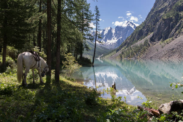 istock White horse near the blue lake. 808321378