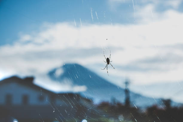 istock Big Spider on spiderweb, see blur of Mount. Fuji at background, garden-spider 808326728