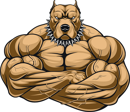 Vector illustration of a strong pitbull with muscles, bodybuilder, in front of a white background