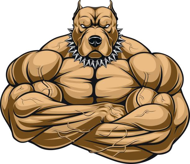 Angry dog bodybuilder Vector illustration of a strong pitbull with muscles, bodybuilder, in front of a white background pit bull power stock illustrations