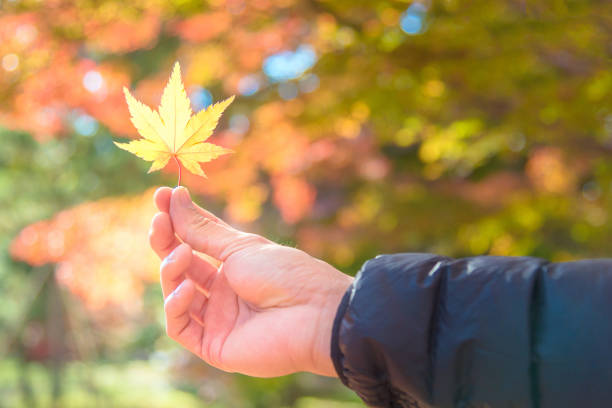 istock Asian tourist holding autumn yellow maple leaf on hand 808338540