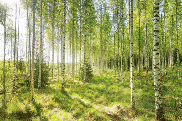 istock Warm spring morning in the forest with bright sunlight 808365024