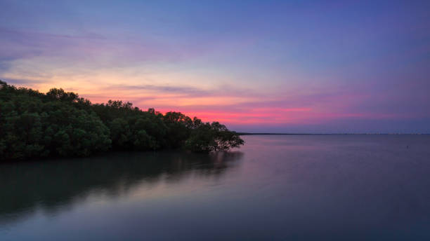 istock Mangrove forest on sea in Thailand 808381570