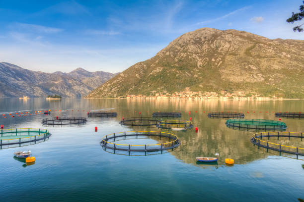 istock Big Cages for fish farming in Montenegro 808385450