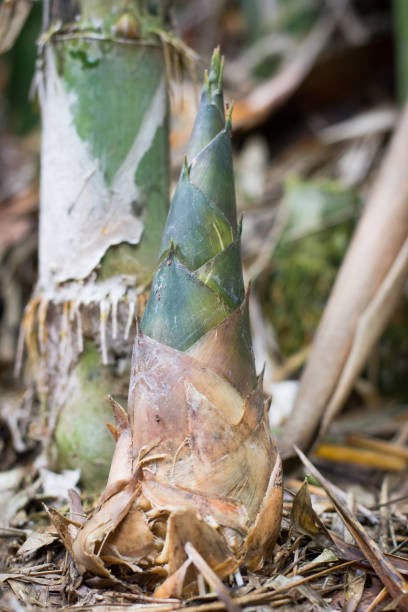 istock The bamboo shoot which grows in the forest 808405938
